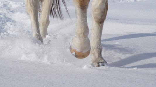 Horse in Duplo composite shoes trotting through fresh snow